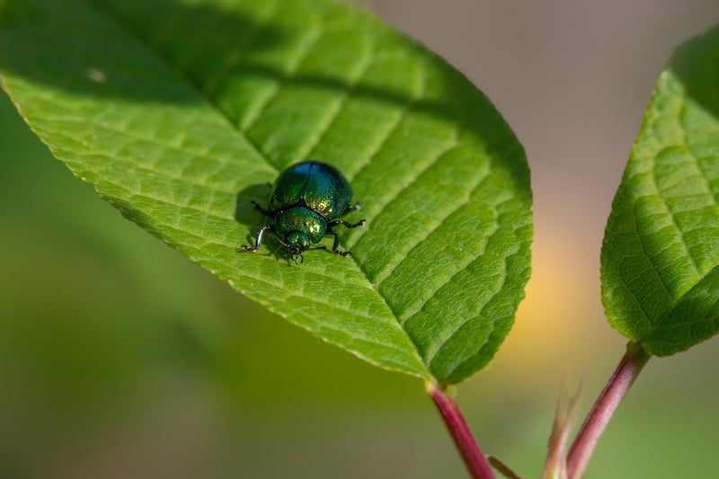 Pest Management