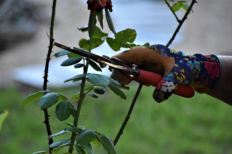Pruning Tips
