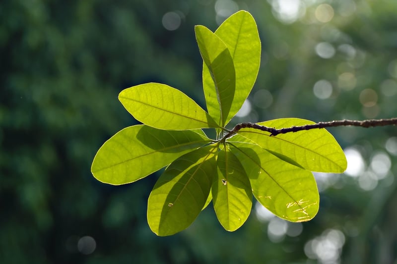Houseplant